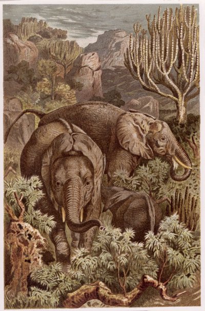 African Elephant, tallerken fra Brehms Dyreliv: Generel viden om Dyrenes rige, bind 3, s. 9, udgivet af Bibliografisk Institut, 1891 af German School