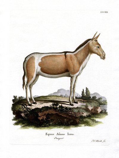 African Wild Ass (farvet gravering) af German School