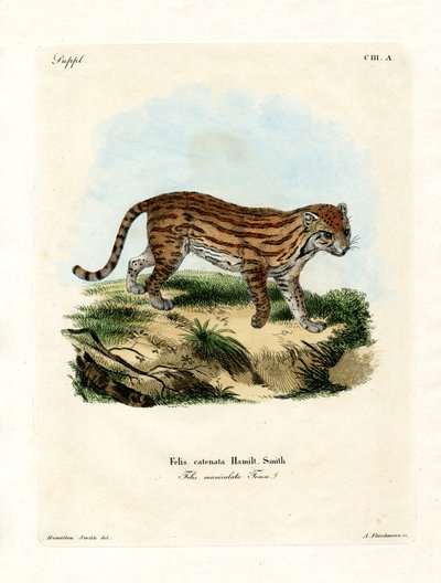 Afrikansk vildkat (farvet indgravering) af German School