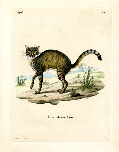 African Wildcat (farvet gravering) af German School