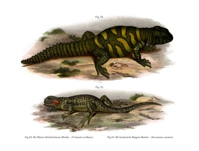 Agama (farvemedlemmer) af German School