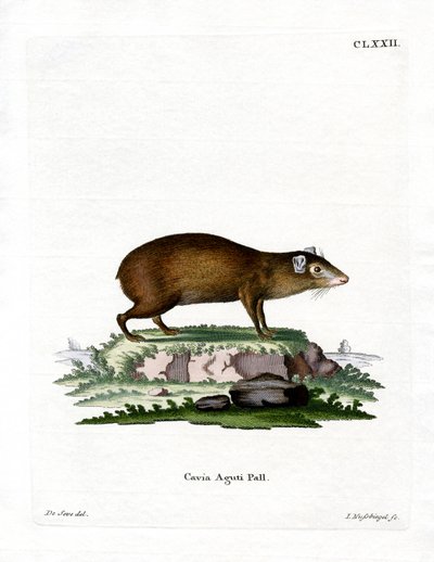 Agouti (farvet gravering) af German School