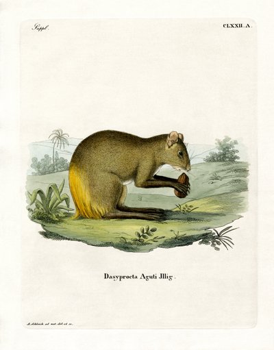 Agouti (farvet gravering) af German School