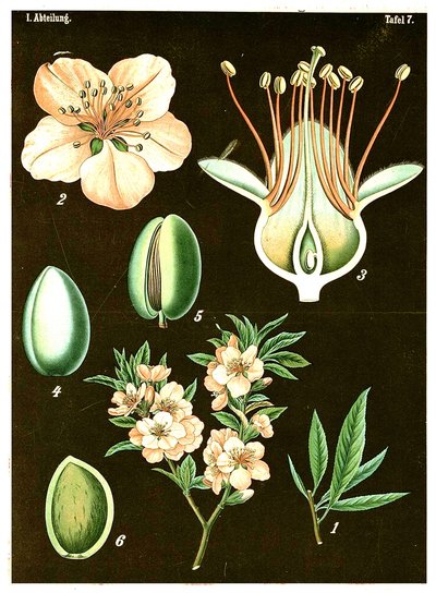 Mandel (Prunus Amygdalus) ca. 1890 (kromolitografi) af German School