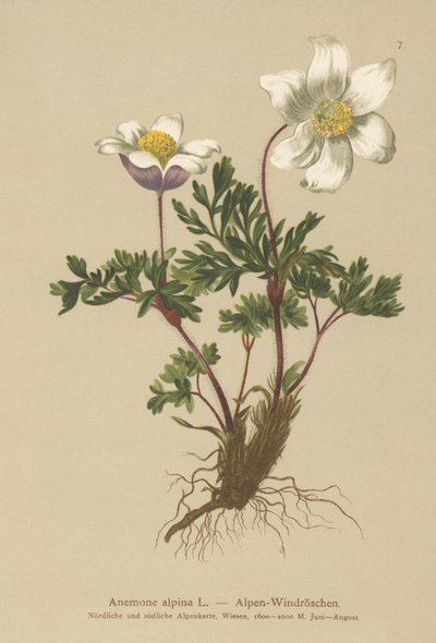 Alpine Anemone (Anemone alpina, Pulsatilla alpina) af German School