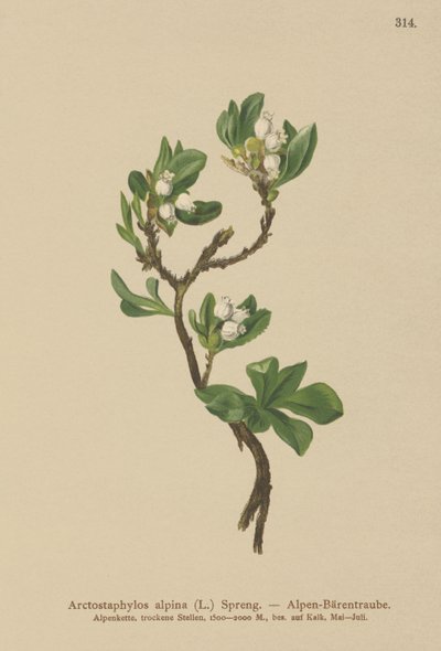 Bjørnebær (Arctostaphylos alpina, Arctostaphylos alpinus) af German School