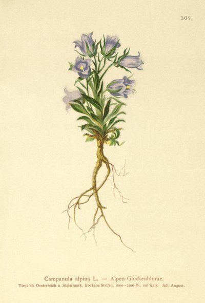 Almindelig klokkeblomst (Campanula alpina) af German School