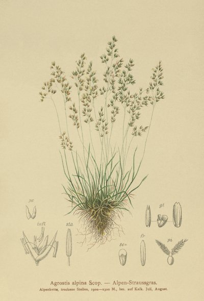 Almindelig Almgræs (Agrostis alpina, Aira flavescens) af German School