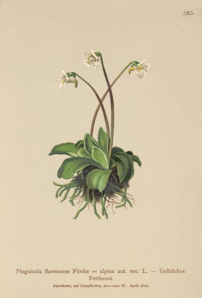 Almindelig smørhat (Pinguicula flavescens, Pinguicula alpina) af German School