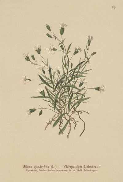 Almindelig Campion (Silene quadrifida, Ixoca quadrifida) af German School