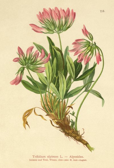 Alpekløver (Trifolium alpinum) af German School