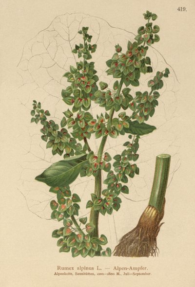 Almindelig havtorn (Rumex alpinus) af German School
