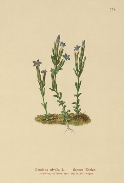 Alpin Ensian (Gentiana nivalis) af German School