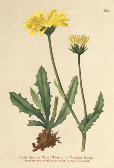 Almindelig høgeskæg (Crepis alpestris) af German School