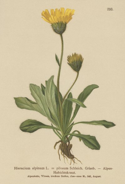 Almindelig høgeurt (Hieracium alpinum, Hieracium alpenum, Hieracium pilosum) af German School