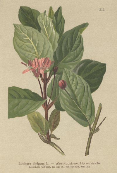 Alpin kaprifolium (Lonicera alpigena) af German School