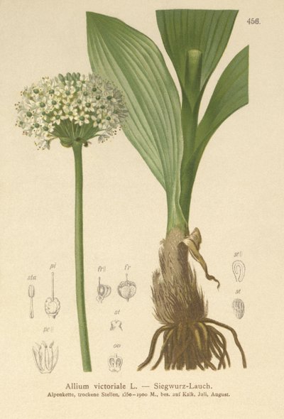 Alpeporre (Allium victorialis, Allium victoriale, Cepa victorialis, Geboscon triphylum, Allium plantagineum, Allium anguinum) af German School