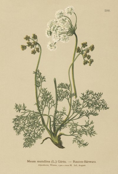 Alpeurt (Meum mutellina, Ligusticum mutellina) af German School