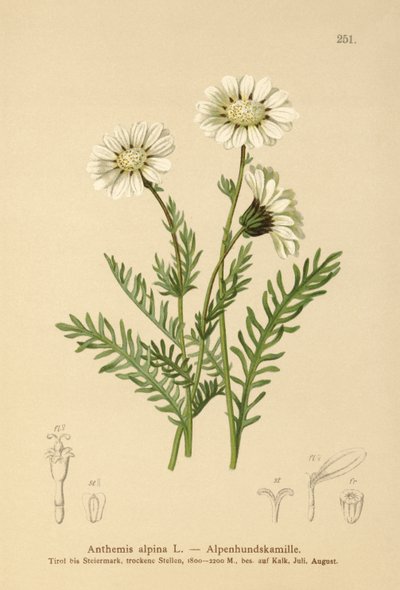 Almindelig majgræs (Anthemis alpina, Achillea oxyloba subsp. schuri) af German School