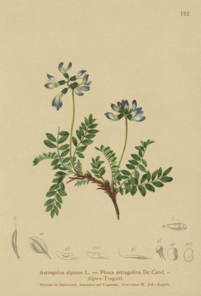 Almindelig mælkebøtte (Astragalus alpinus, Phaca astragalina) af German School