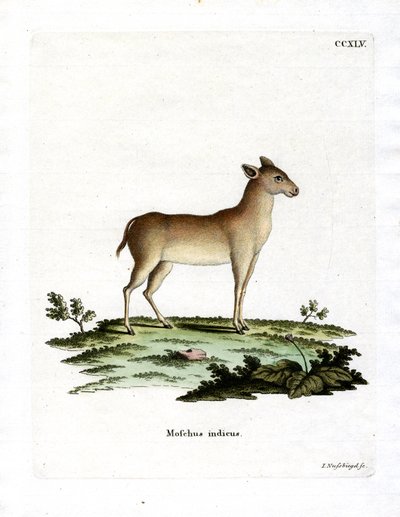 Alpine moskushjort (farvet gravering) af German School