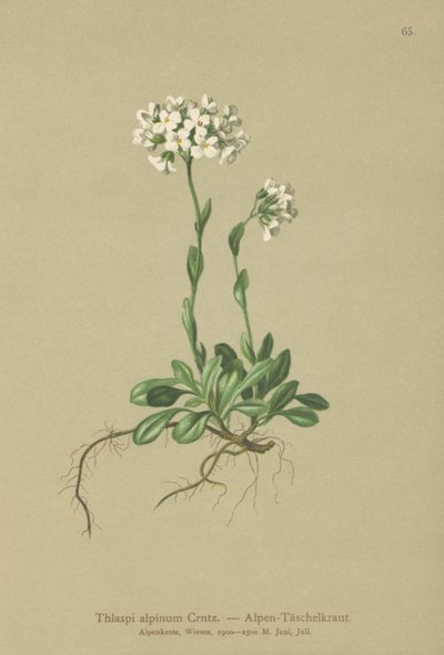 Almindelig Pennykrys (Thlaspi alpinum, Noccaea alpestris subsp. alpestris, Thlaspi minimum, Noccaea crantzii, Thlaspi kerneri, Thlaspi alpinum var. kerneri, Thlaspi alpestre) af German School