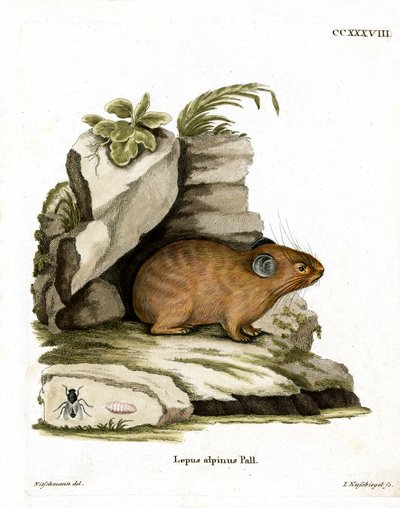Alpine Pika (farvet gravering) af German School