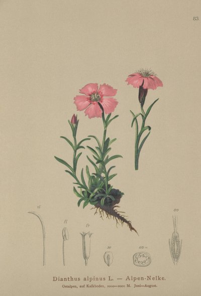Alpine Pink (Dianthus alpinus) af German School