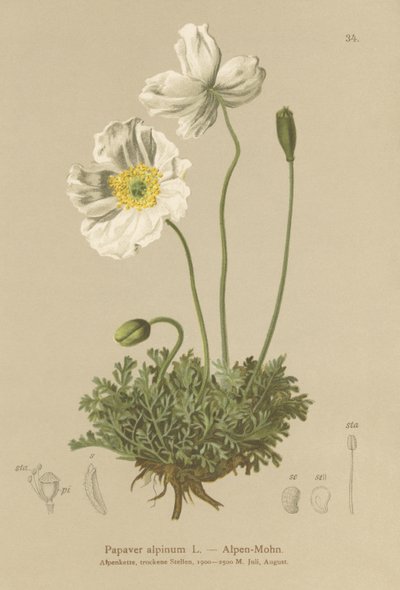Alpeblomst (Papaver alpinum, subsp. alpinum) af German School