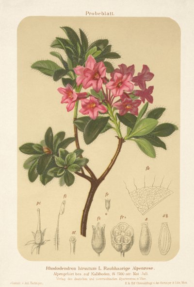 Alpe-rose (Rhododendron hirsutum) af German School