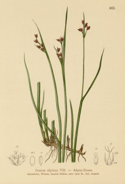 Almindelig rype (Juncus alpinus, Juncus alpinoarticulatus) af German School
