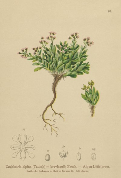 Almindelig skarntyde (Cochlearia alpina, Cochlearia brevicaulis) af German School