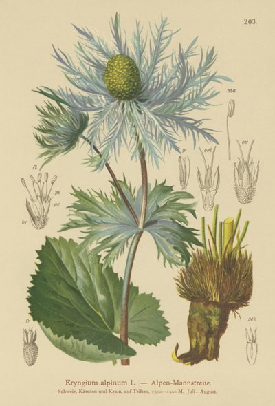 Almindelig Havhyld (Eryngium alpinum) af German School
