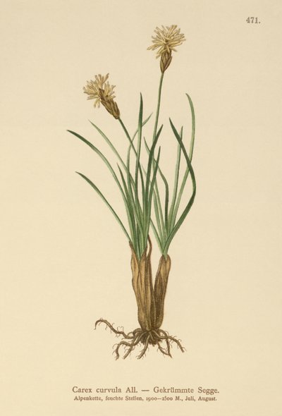 Alpe-sedge (Carex curvula) af German School