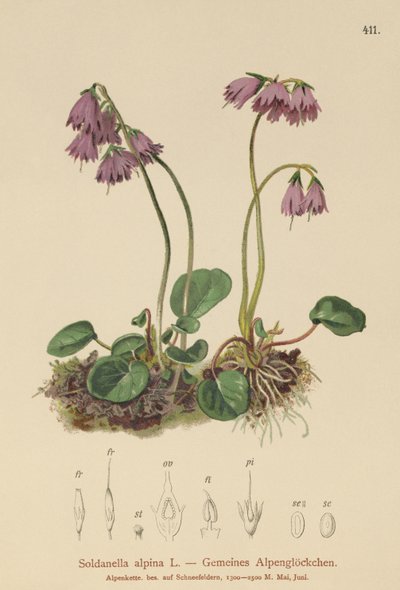 Alpin sneklokke (Soldanella alpina) af German School