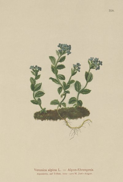 Alpine Speedwell (Veronica alpina) af German School