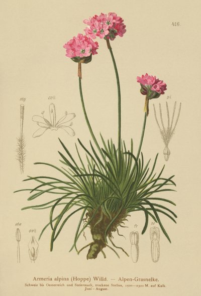 Almindelig Trifli (Armeria alpina) af German School