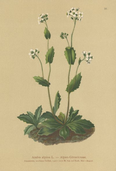 Almindelig Vægkarse (Arabis alpina) af German School
