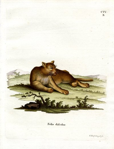 Amazon Cougar (farvet gravering) af German School