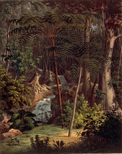 Amazonas regnskov, bord XXVII fra 