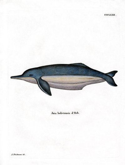 Amazon River Dolphin (farvet gravering) af German School