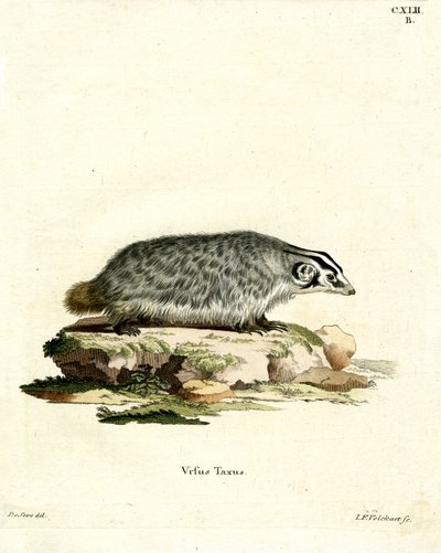 American Badger (farvet gravering) af German School