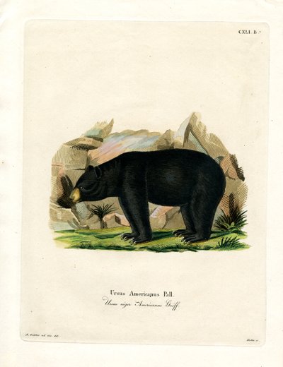 American Black Bear (farvet gravering) af German School