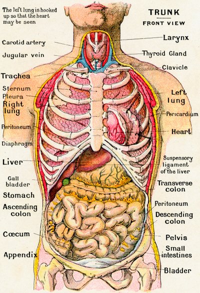Anatomisk syn på den menneskelige torso af German School