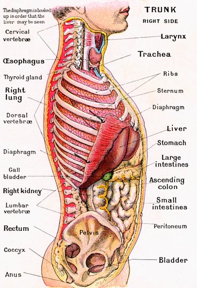Anatomisk syn på den menneskelige torso af German School