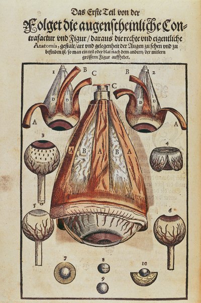 Øjets anatomi, fra Ophthalmodouleia af Georg Bartisch (1535-1636) udgivet i Dresden i 1583 (træblok i farver) (se også 236712) af German School