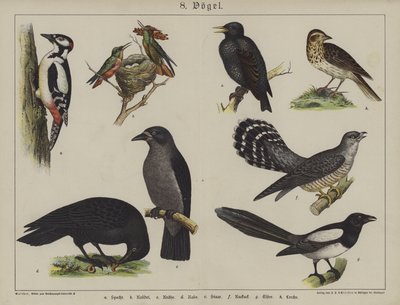 Dyr (farve litho) af German School