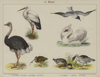 Dyr (farve litho) af German School