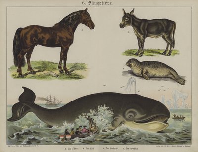 Dyr (farve litho) af German School