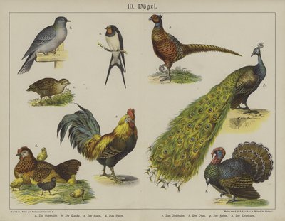 Dyr (farve litho) af German School